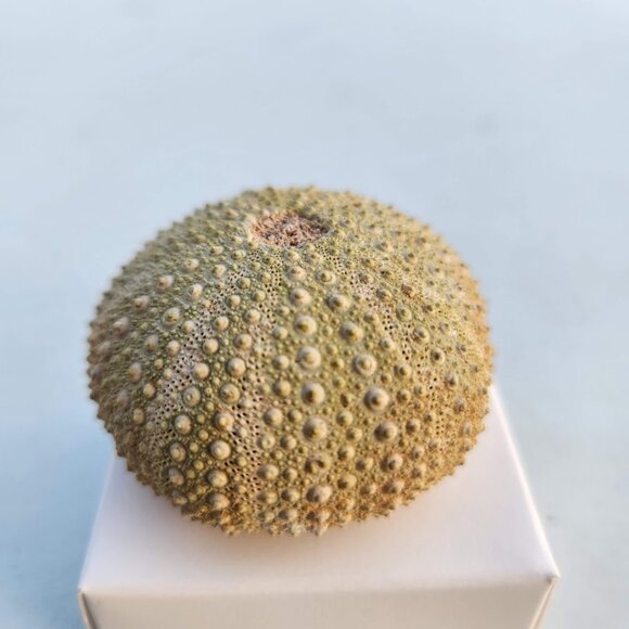 Whole Sea Urchin Fossil Shell Gems and Minerals Rocks Fossils Decor Nautical Nic - Picture 11 of 14